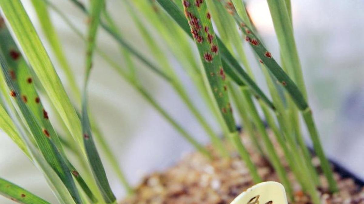 Gardening expert Elinor Teague warns of fungal problems this May. Make sure to clean up debris around plants.