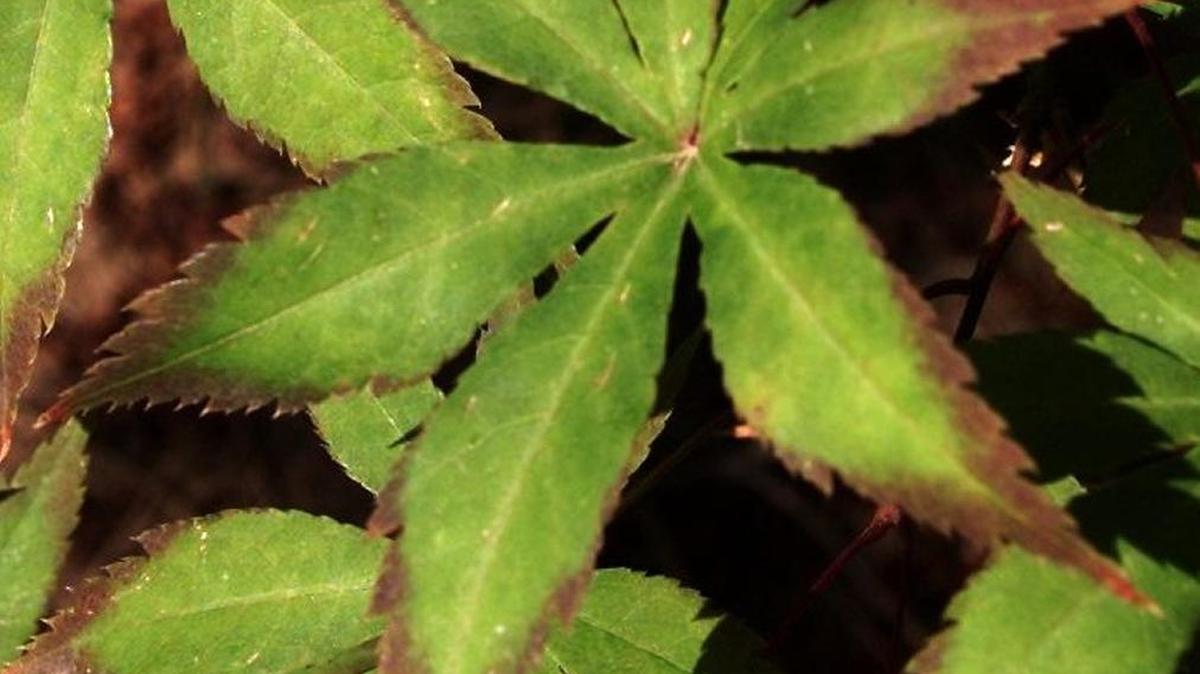 
The Japanese maples sold in nurseries and garden centers will be showing fall leaf color soon. This is a type of Japanese maple known as “Tsuma beni,” blood tipped. 
