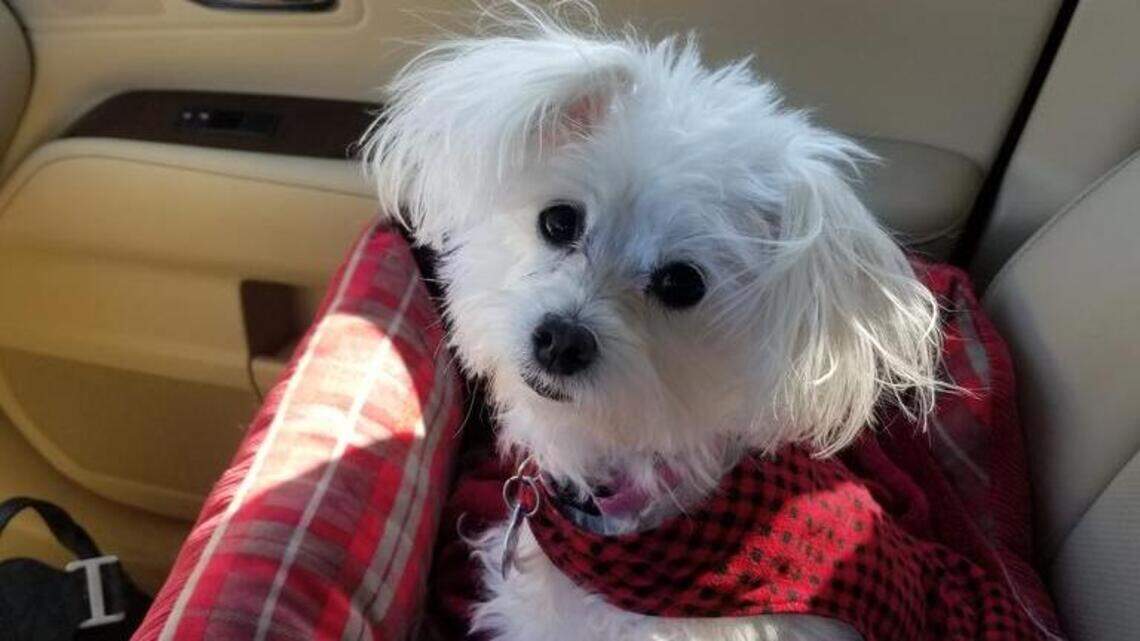 Tatiana, Maxine and Tasha Rose in Pet Pix!