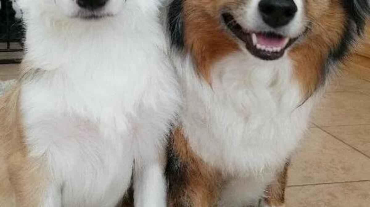 Buddy and Abbie hoping for a treat!