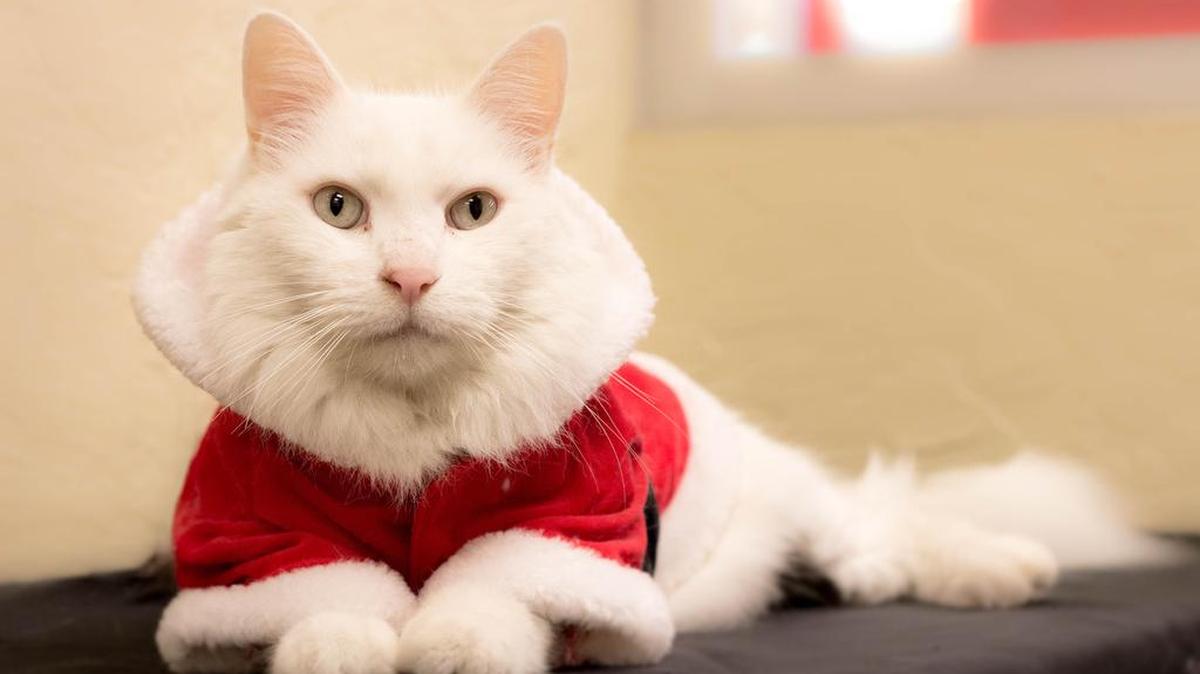 Popcorn is a 12-year-old male and is a lovable lap cat with a sweet demeanor. He is available through the Cat House on the Kings Adoption Center at Petco, 4144 N. Blackstone Ave. in Fresno, open 10 a.m.-5 p.m. daily (6 p.m. Wednesdays). Call 559-222-0228.