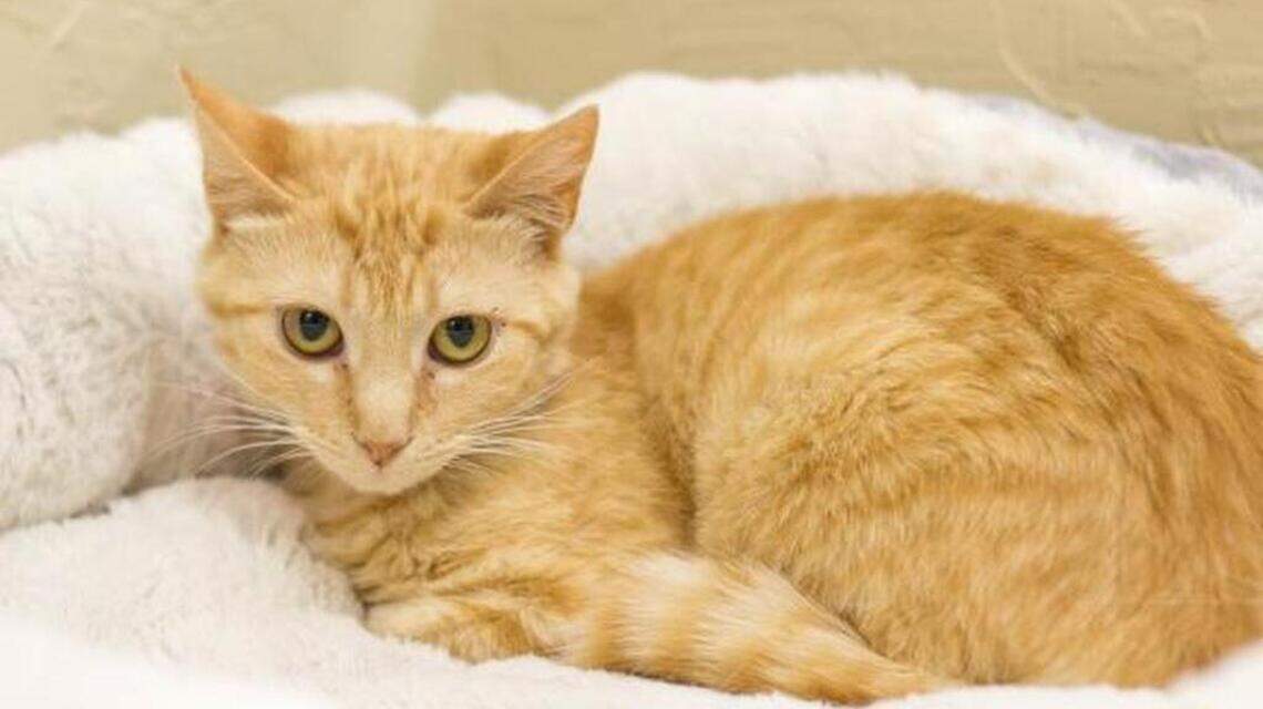 Anchor, Dallas and Sasha are looking for new homes!