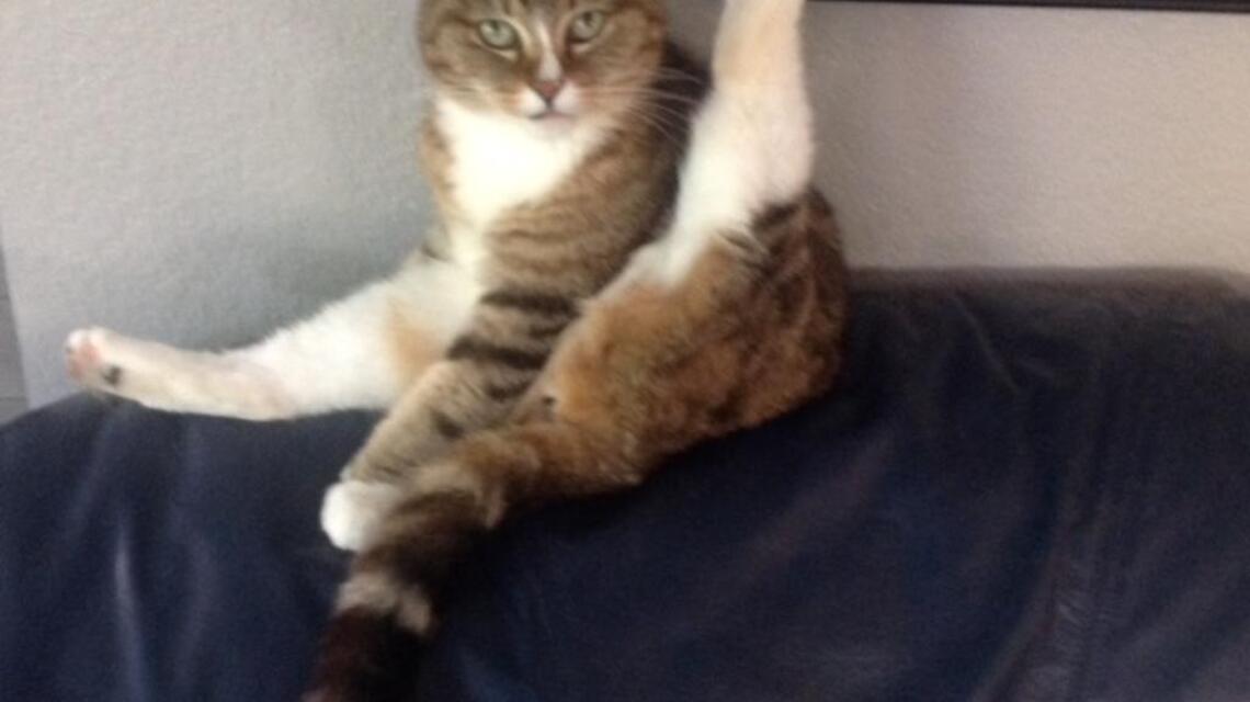 Bella, Moxie and Stormi in Pet Pix!
