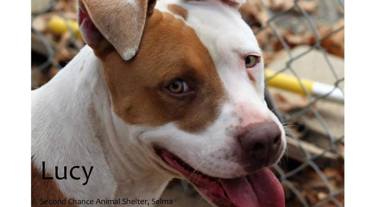 Lucy is approximately 10-months-old, female, Terrier mix. She is available at Second Chance Animal Shelter in Selma., 2831 W. Front St. 559-896-7227; SCAS.Selma@gmail.com or www.2ndchanceanimalshelter.org.
