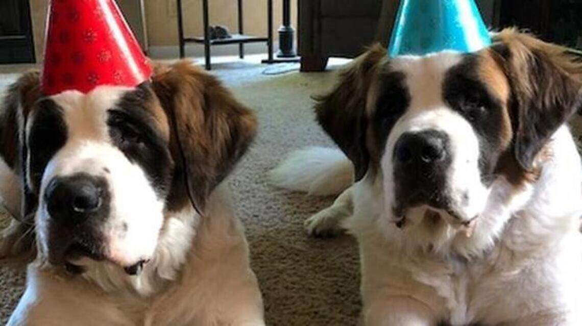 Benjamin & Rigby, Buddy and Ping Pong in Pet Pix!