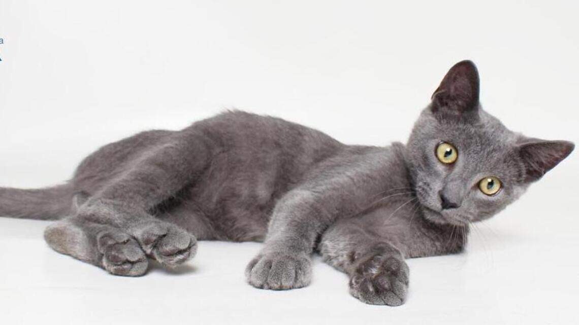 Danny, Osa, Rumi and Tiger are looking for forever homes!