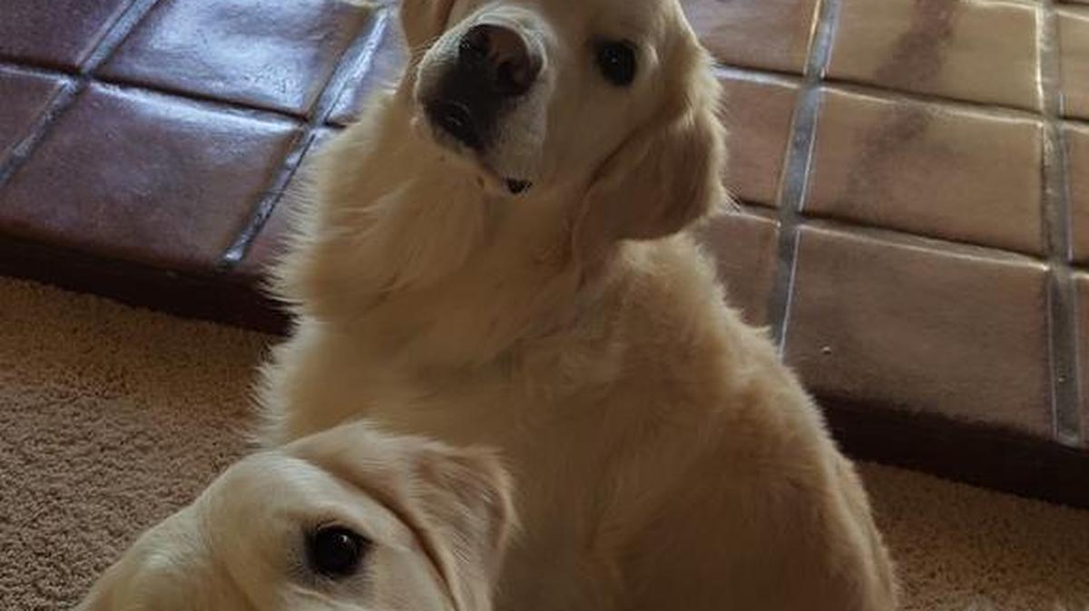 Bo and Belle waiting for a treat.