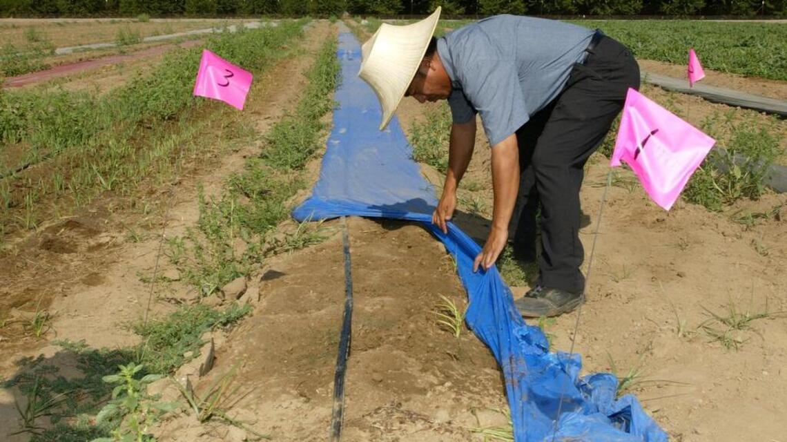 The sun can be your best defense against weeds, pests. Here’s how