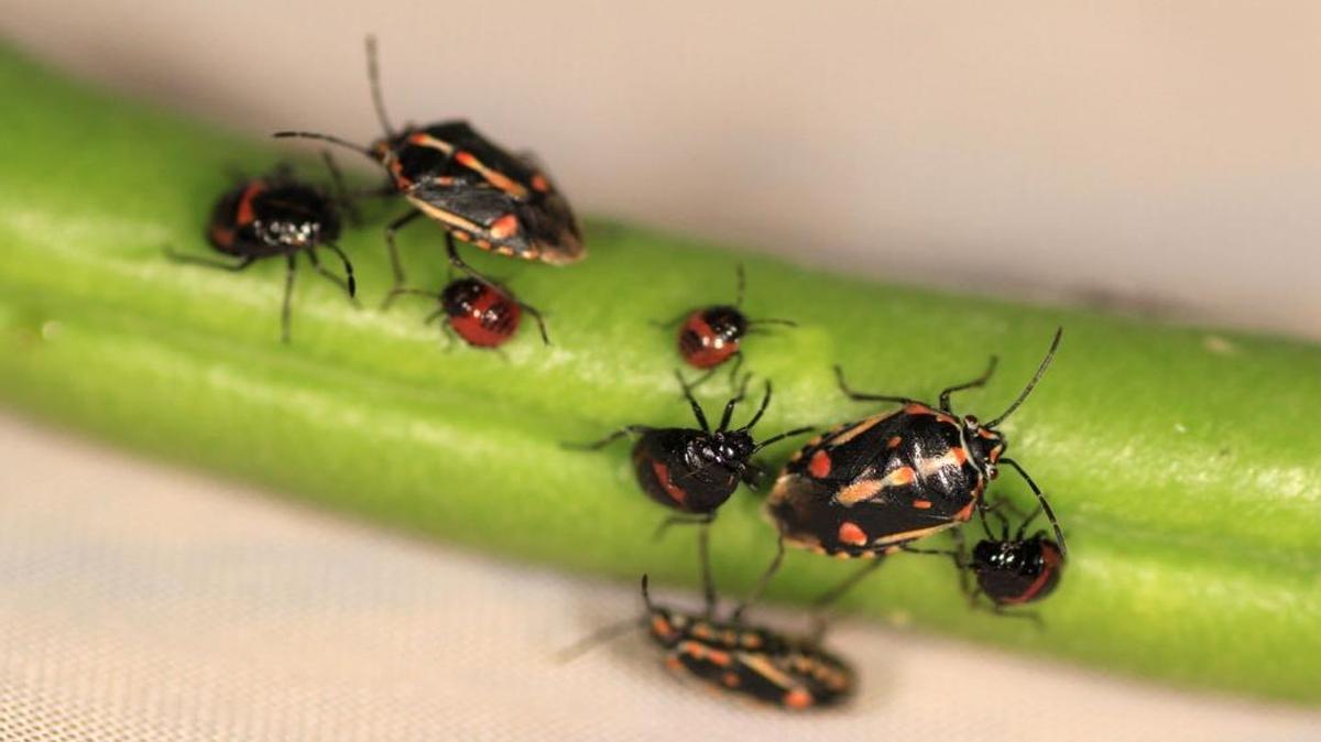 Younger Bagrada bug nymphs have black and orange coloration while the later instars and adults develop white markings as well.