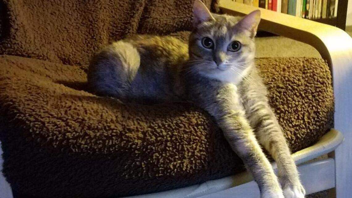 Princess Peach, Bella, Beau and Jax in Pet Pix!