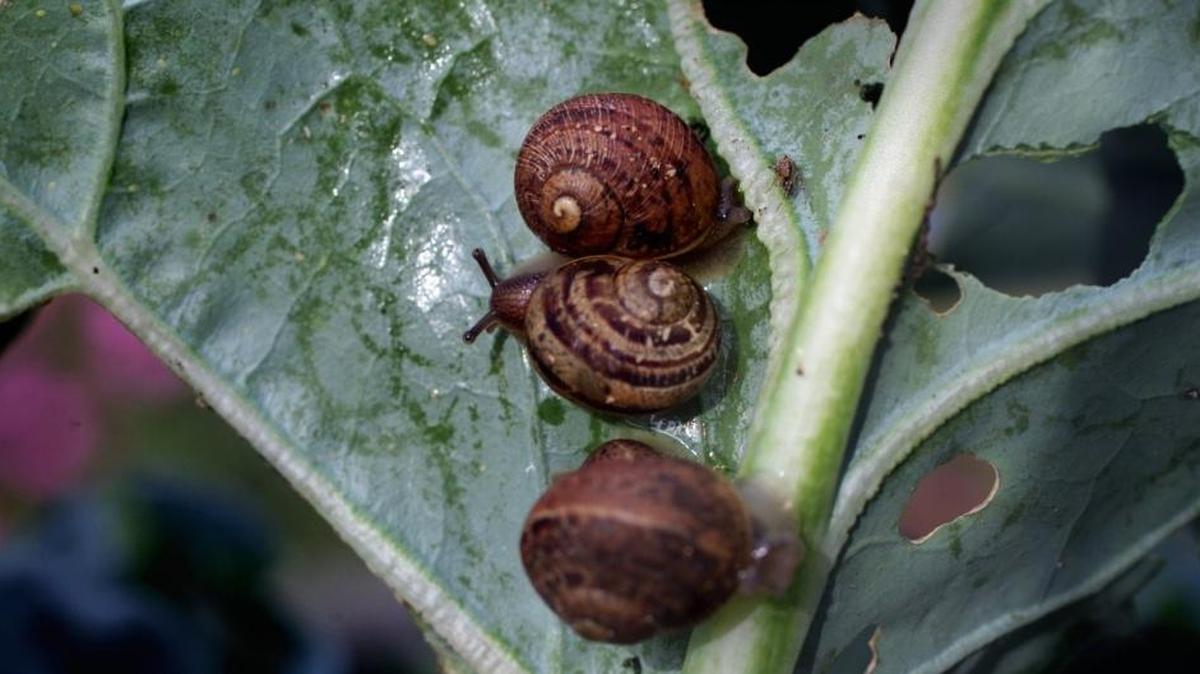 Snails cluster on a plant leaf. Snail damage is evident on the leaves.