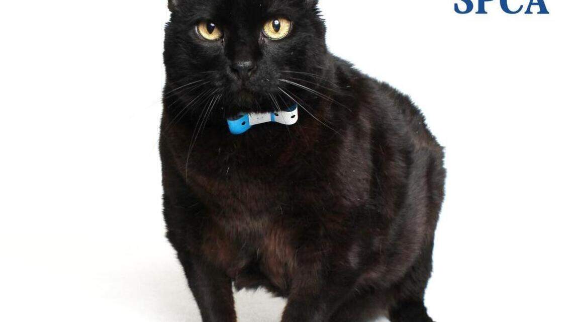 Rolo, Dookie and Snickers are looking for new homes!
