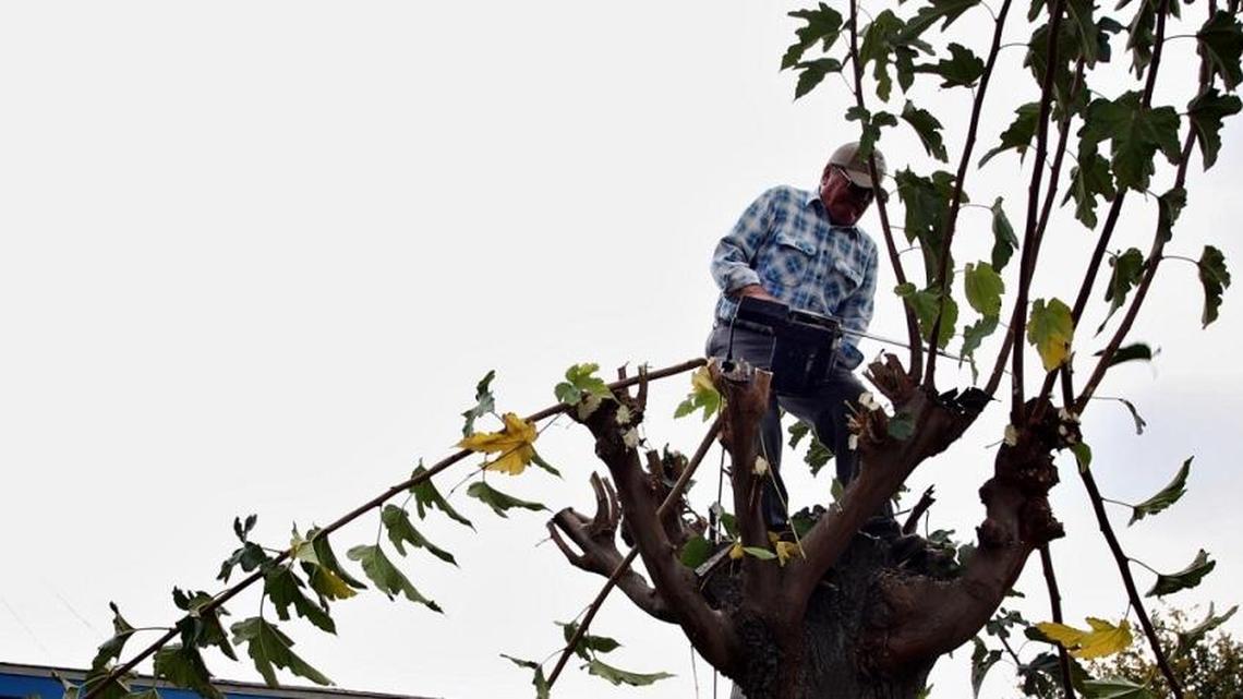 Want healthy fruit trees? January, February is the best time to prune