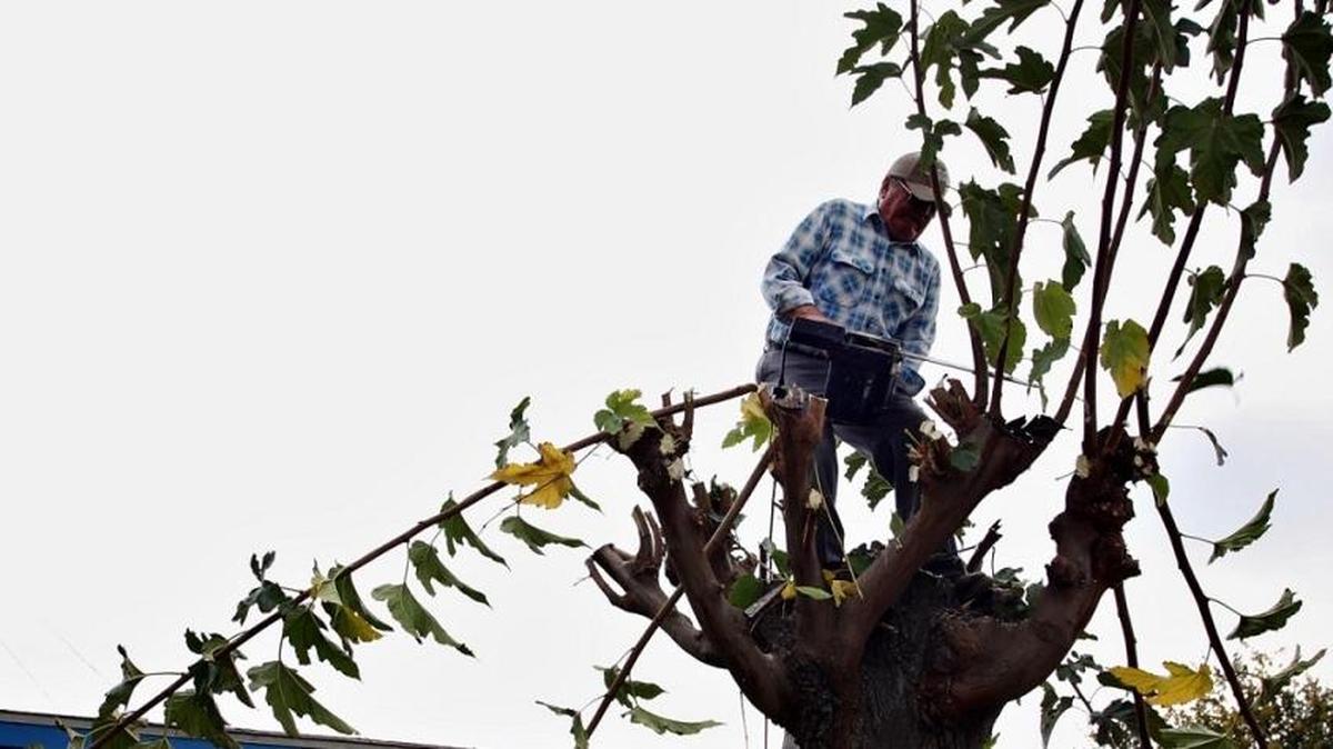 Winter pruning and trimming is a lot easier if you spread the work over our short two-month dormant season which begins in late November and ends in late January. Most deciduous trees and bushes can be safely pruned after leaf fall.