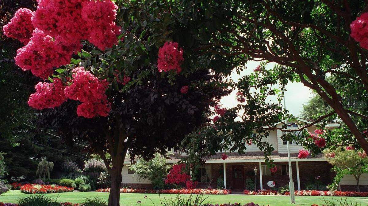 Japanese Maples and Crape Myrtles are two of the last trees to enter full dormancy and lose their leaves in late winter. Both can be safely pruned in late January or early February after you’ve finished your other pruning chores. We see a lot of poorly pruned Japanese maples and crape myrtles in our neighborhoods.