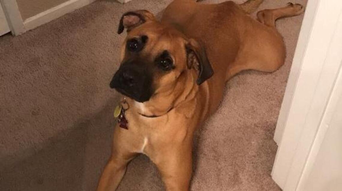 Riley and Toby in Pet Pix!