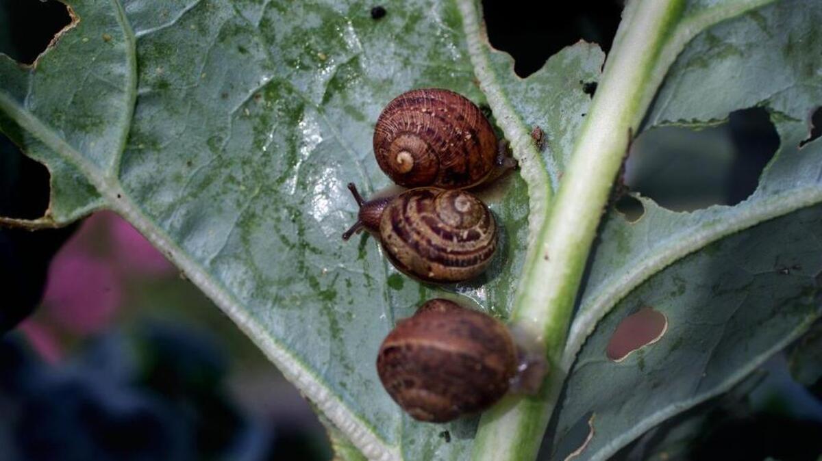 Snails cluster on a plant leaf at the garden of the sun, while snail damage is evident on the leaves.