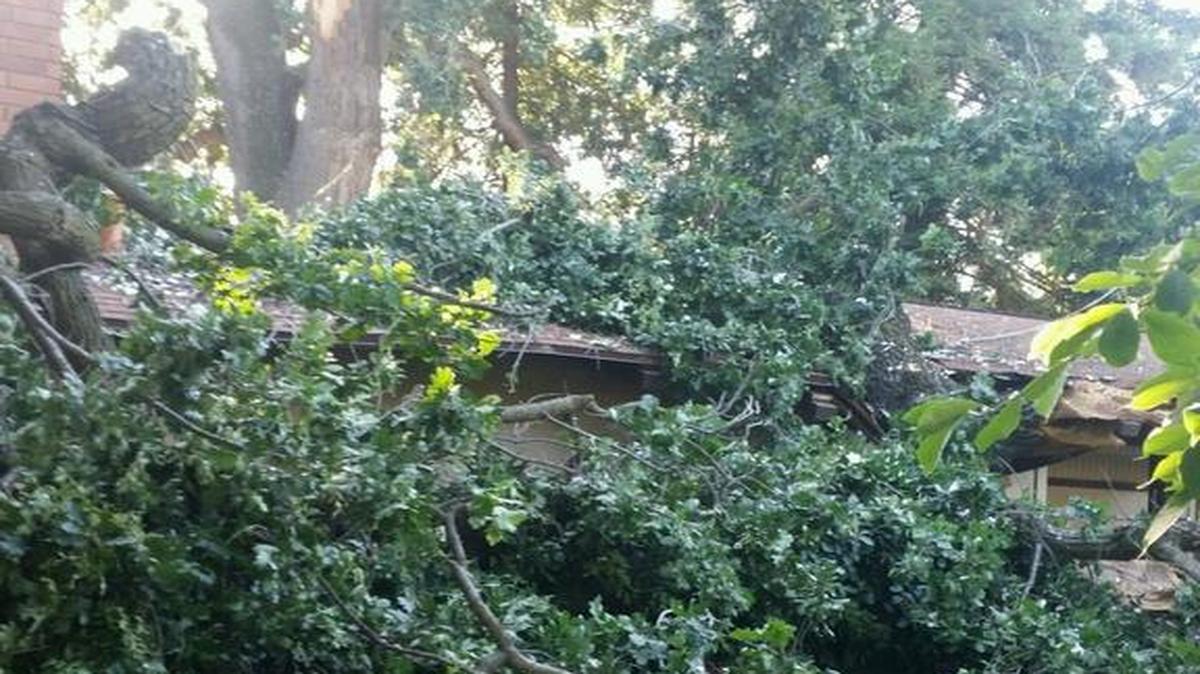 A large limb from an oak tree fell and struck a home in Visalia on Monday, June 5, 2017, rendering the house uninhabitable.
