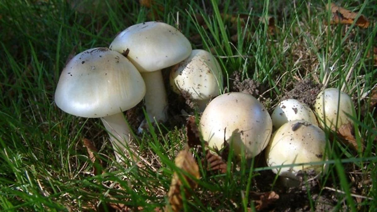 Death cap mushrooms (Amanita phalloides)