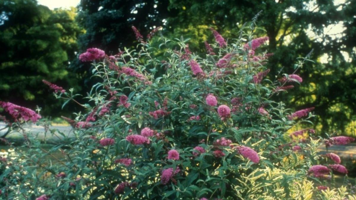 Buddleja (sometimes spelled buddleia), is also known as butterfly bush because its flowers are so very attractive to butterflies.