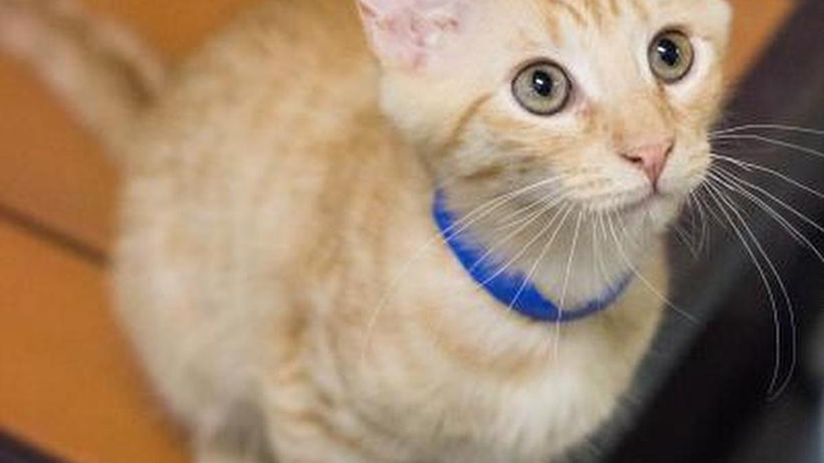 Guido is a 4-month-old orange Maine Coon blend and is available through the Cat House on the Kings Adoption Center at Petco, 4144 N. Blackstone Ave. in Fresno, open 10 a.m.-5 p.m. daily (6 p.m. Wednesdays). Call 559-222-0228.