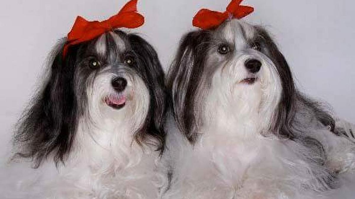 Maddy (mom) and LuLu (daughter) ready for their Christmas picture.