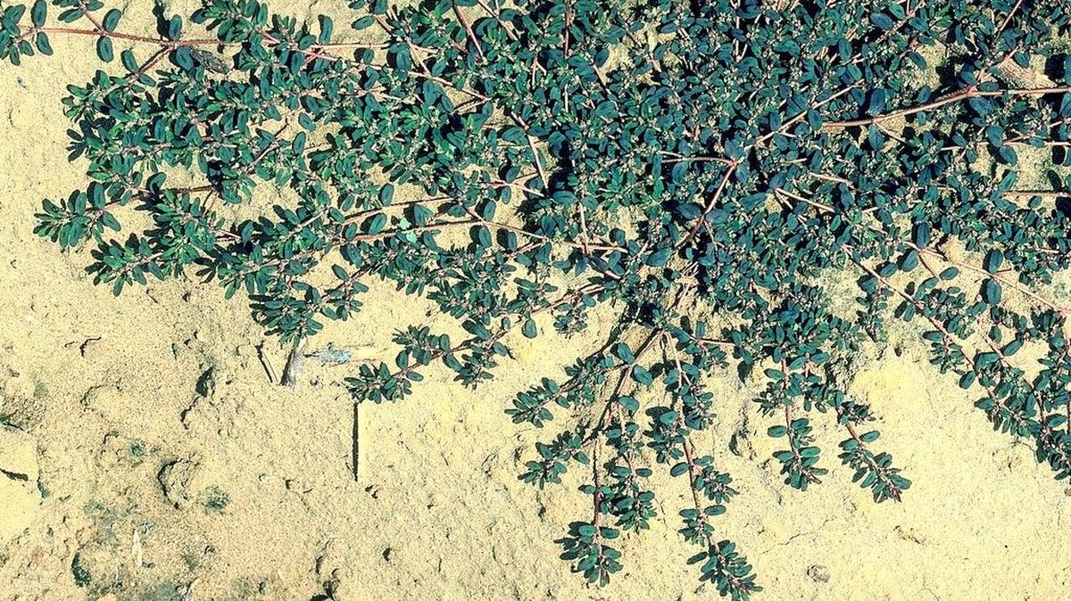 Even after you rid your garden of weeds, they can sprout again – weed seeds remain in the soil.