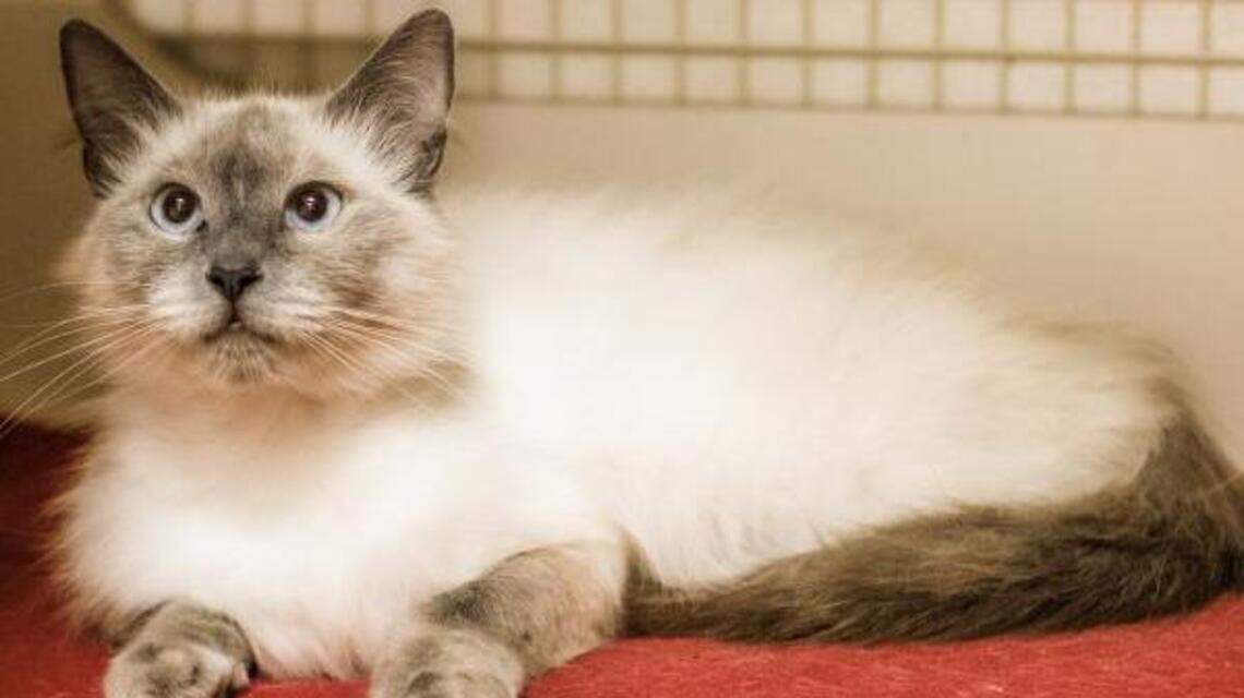 Porsha and Betty are looking for new homes!
