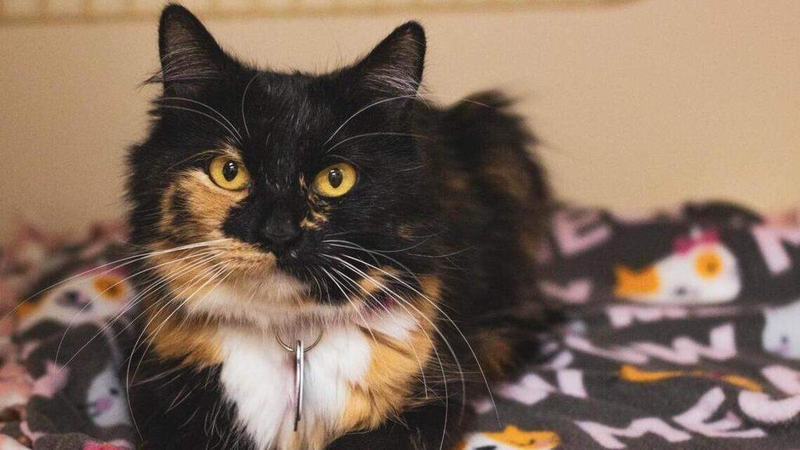 Claire, Lucy and Rowena are looking for new homes!