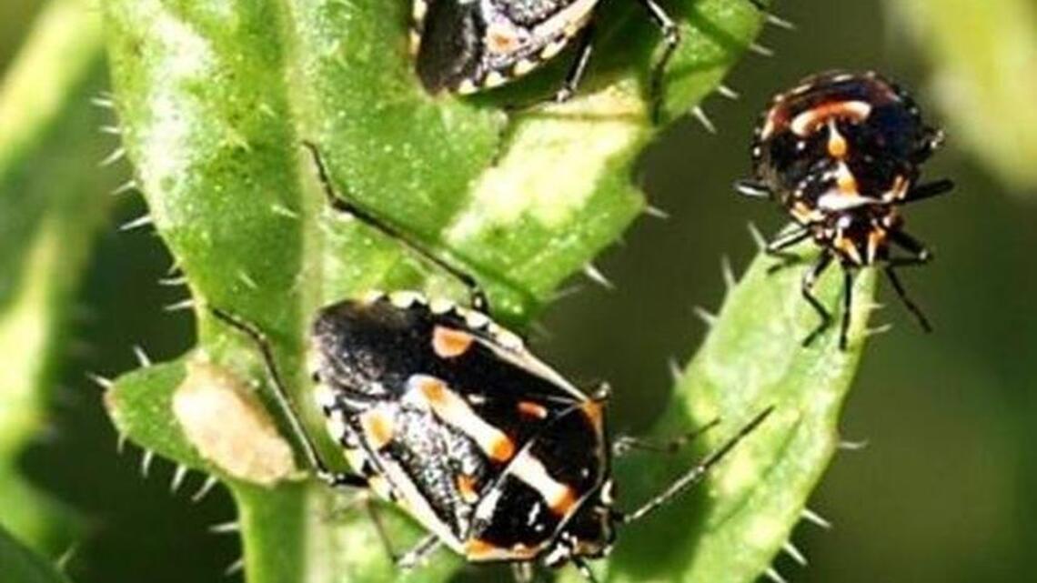 Keep an eye out for the stinkbug that may be eating your vegetables
