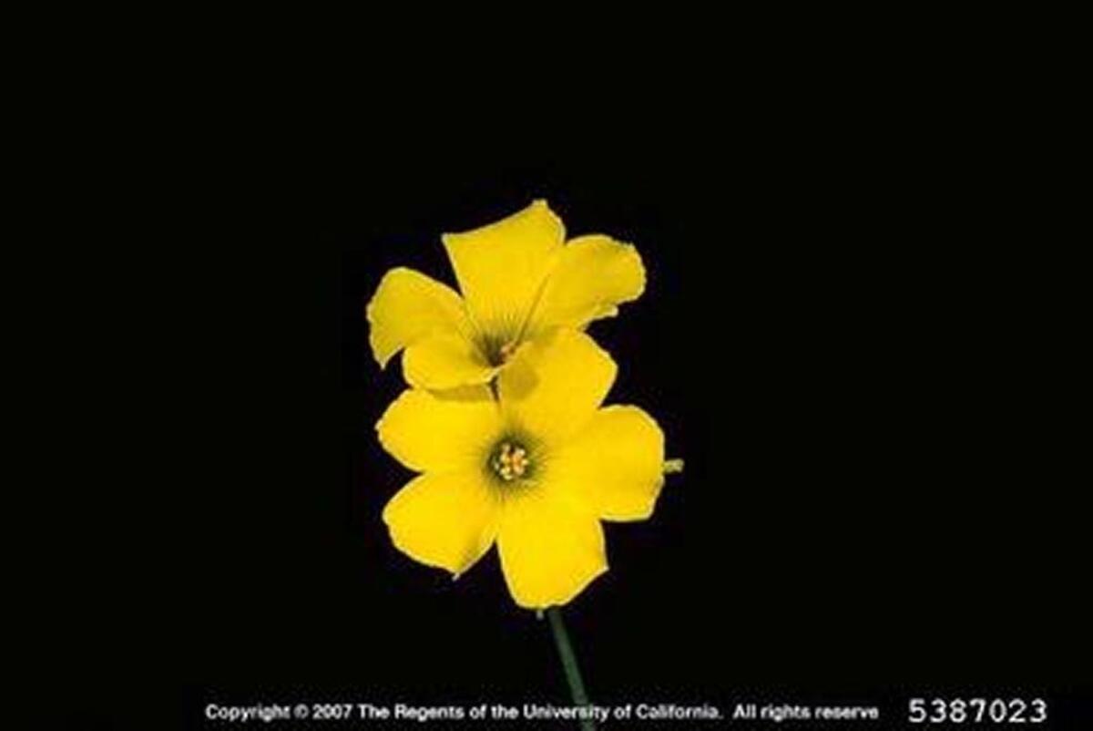 Yellow wood sorrel, also known as oxalis