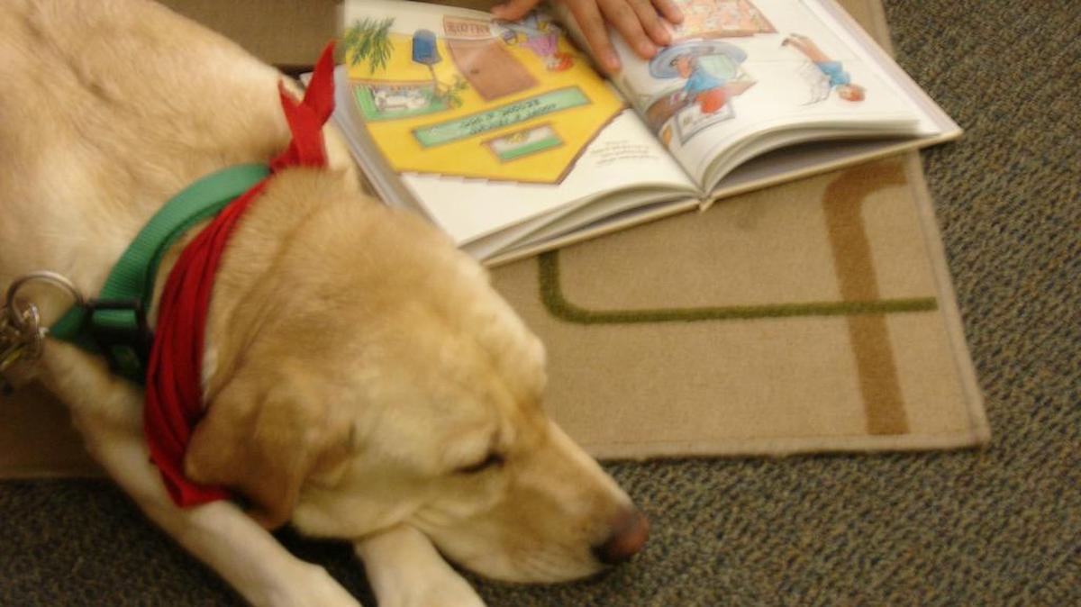 Lexi, the library dog, is enjoying reading time