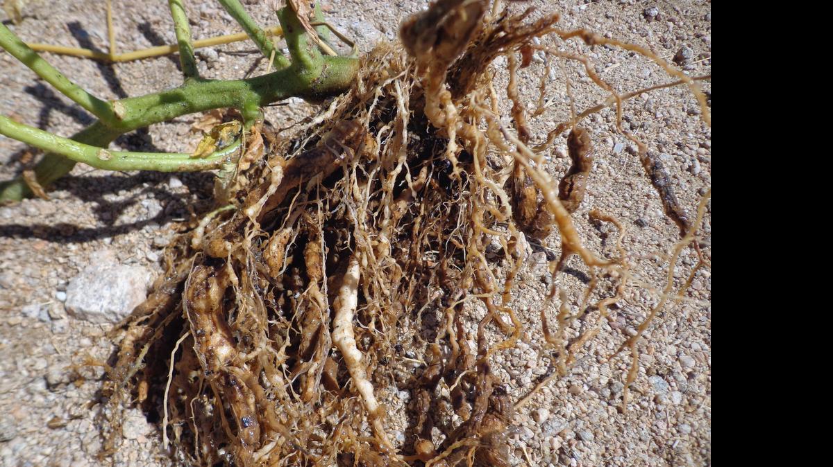 
Tomato roots infested with root knot nematodes display the typical thickened, gnarled roots. 
