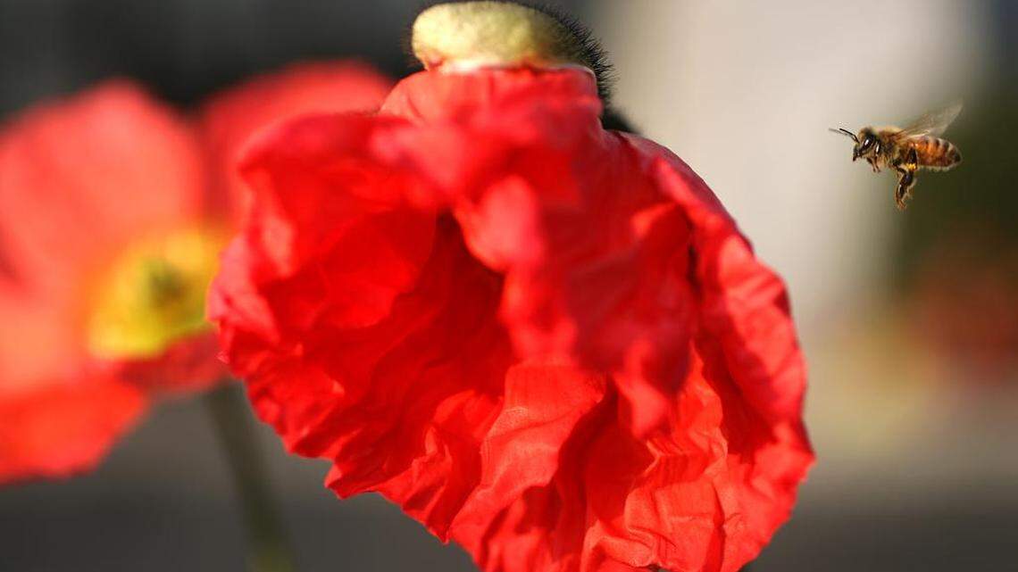 The western honeybee prefers the weather to be around 71-77 degrees for optimal foraging of pollen and nectar.