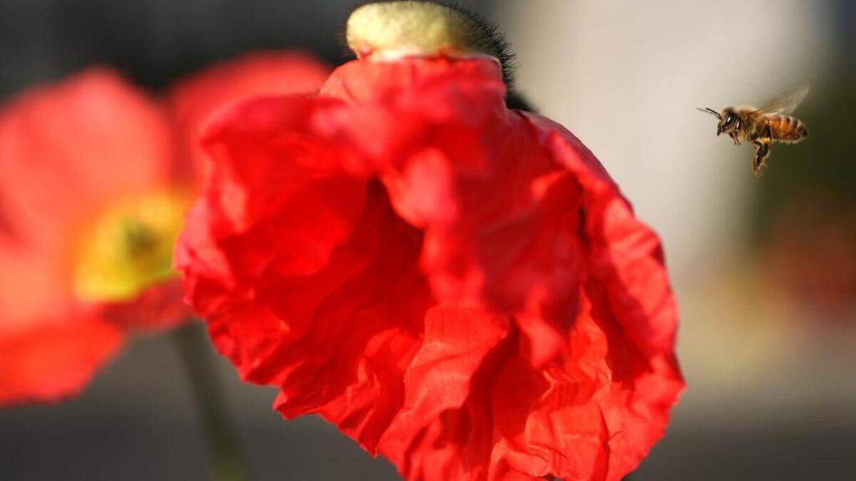 The western honeybee prefers the weather to be around 71-77 degrees for optimal foraging of pollen and nectar.
