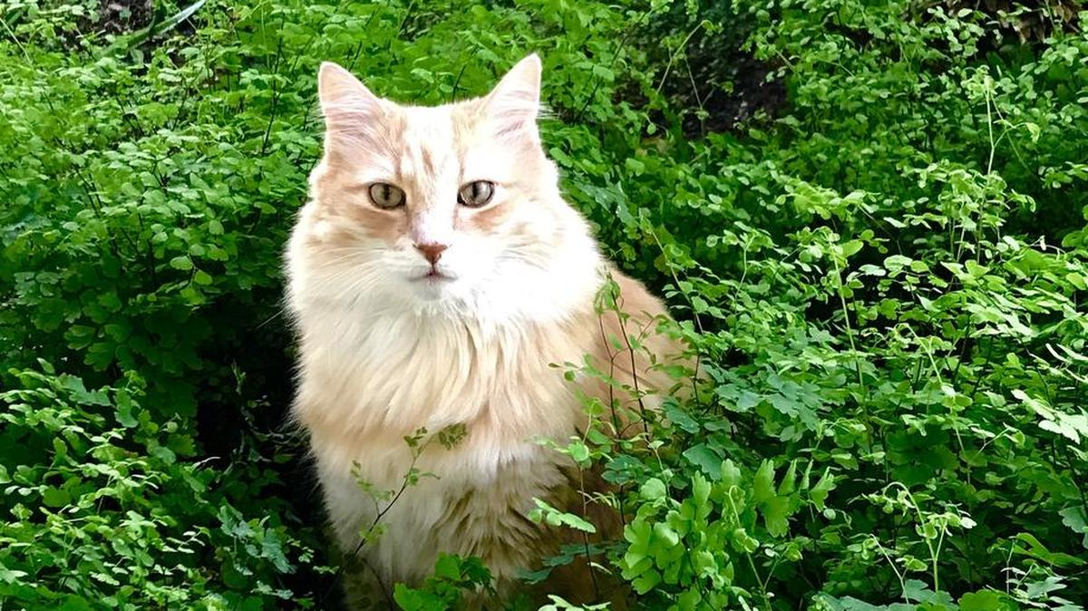 Good Boy enjoying the fern garden