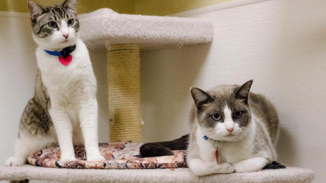 Ashton & Oakley, Cooper and Scarface are looking for new homes!