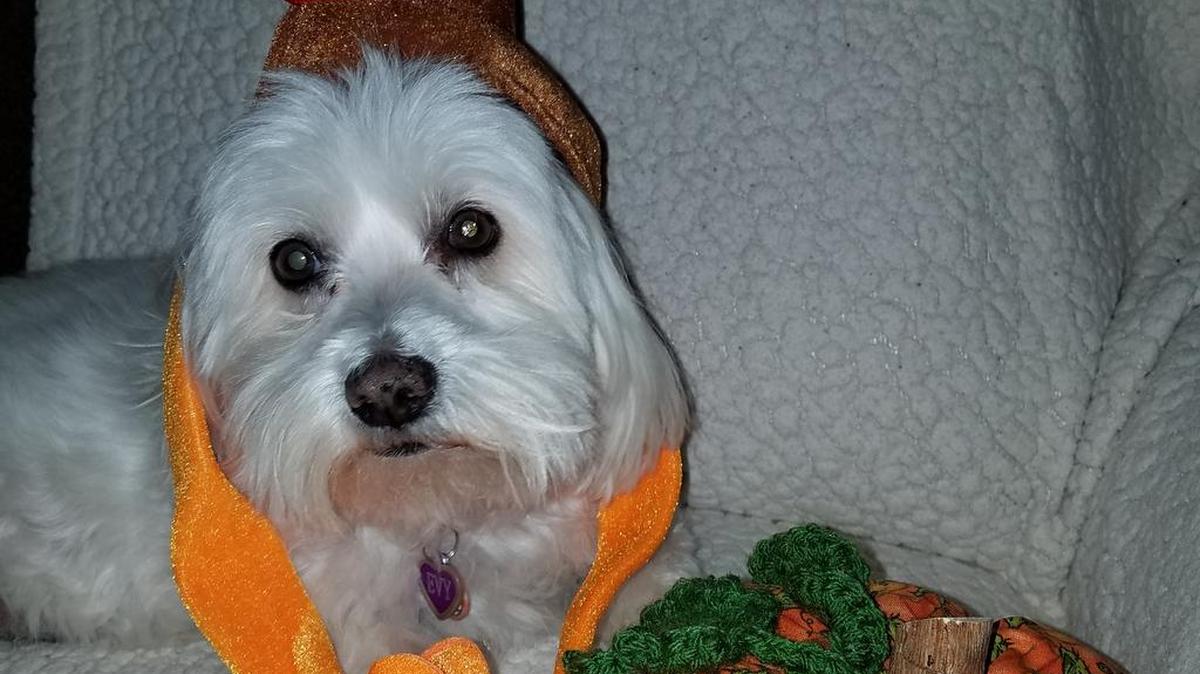 Evy is ready for Thanksgiving