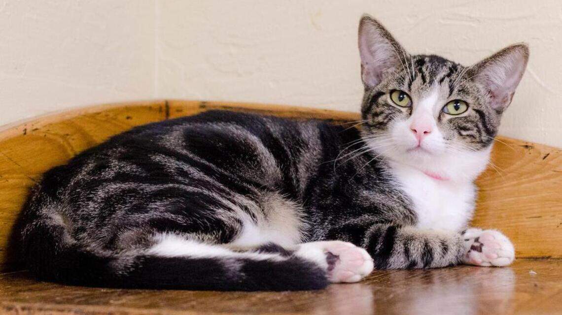 Baby, Bella, Mookie and Sylvester are looking for new homes!
