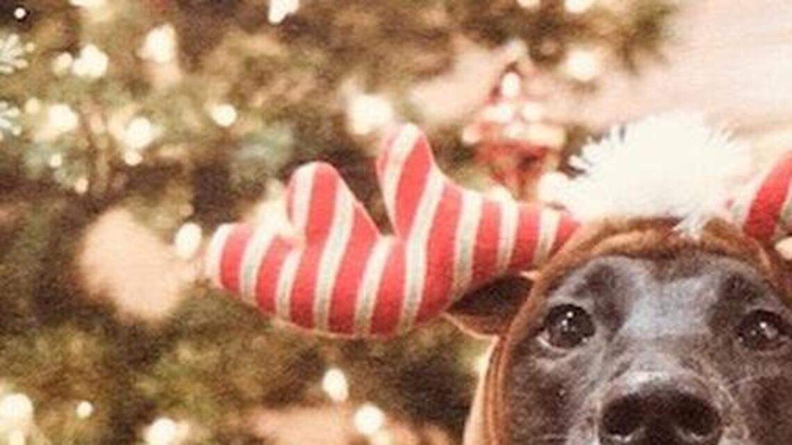 Bella, Nakita and Rocket in Pet Pix!