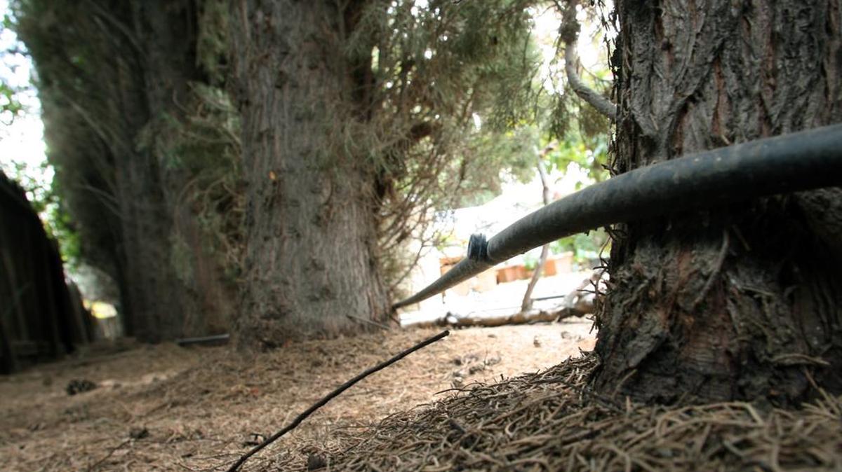 A drip irrigation system is one way to keep trees properly watered in the summer.