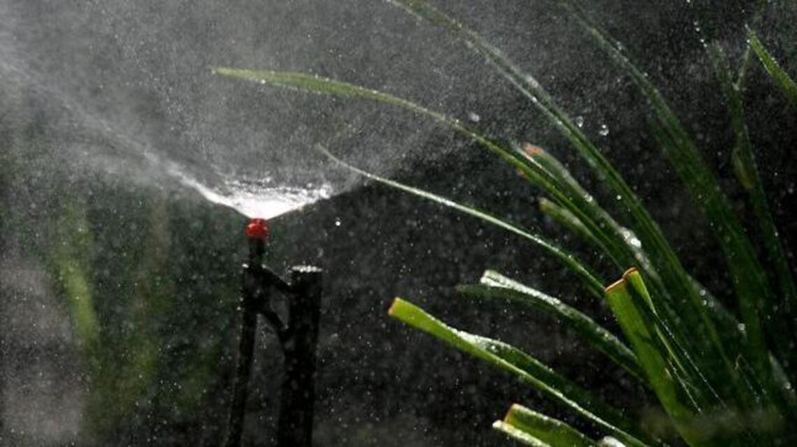 Follow this summer guide to keeping your grass, plants and trees hydrated in heat