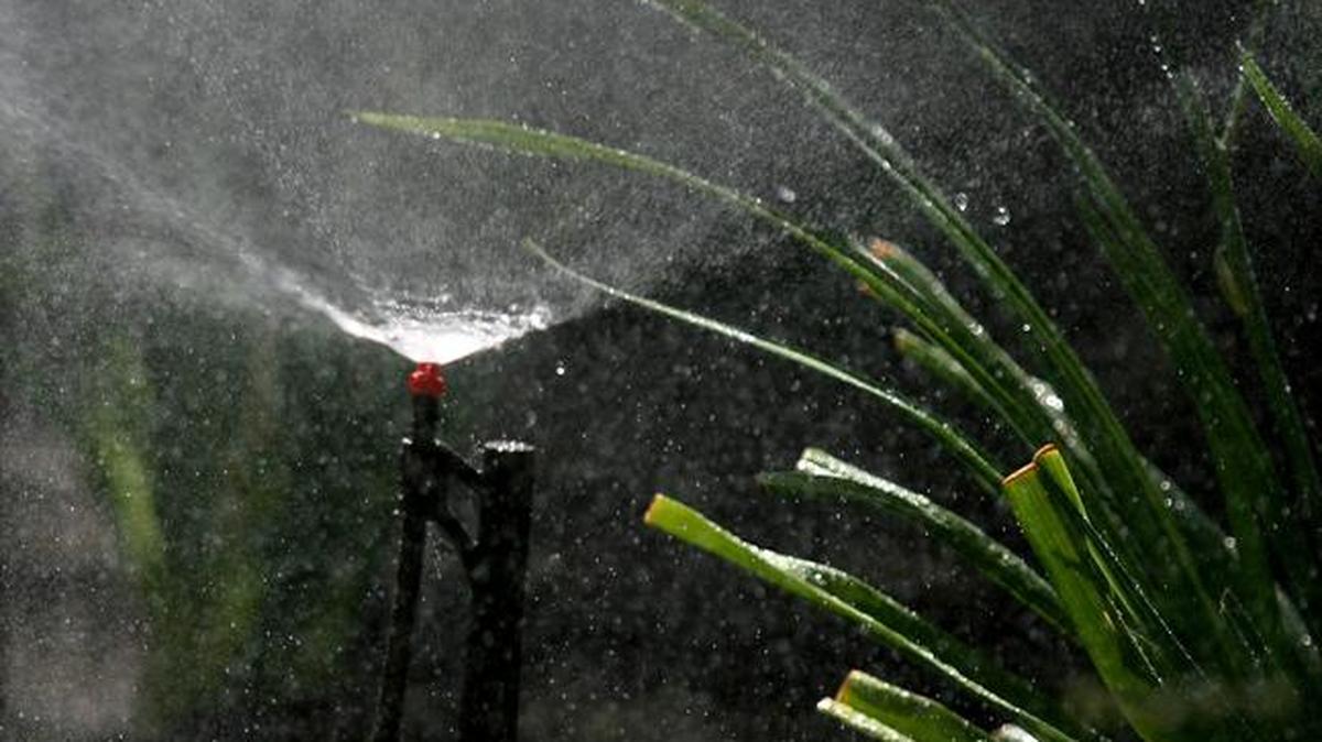 A drip irrigation spray emitter next to a day lily conserves water while properly hydrating the plant.