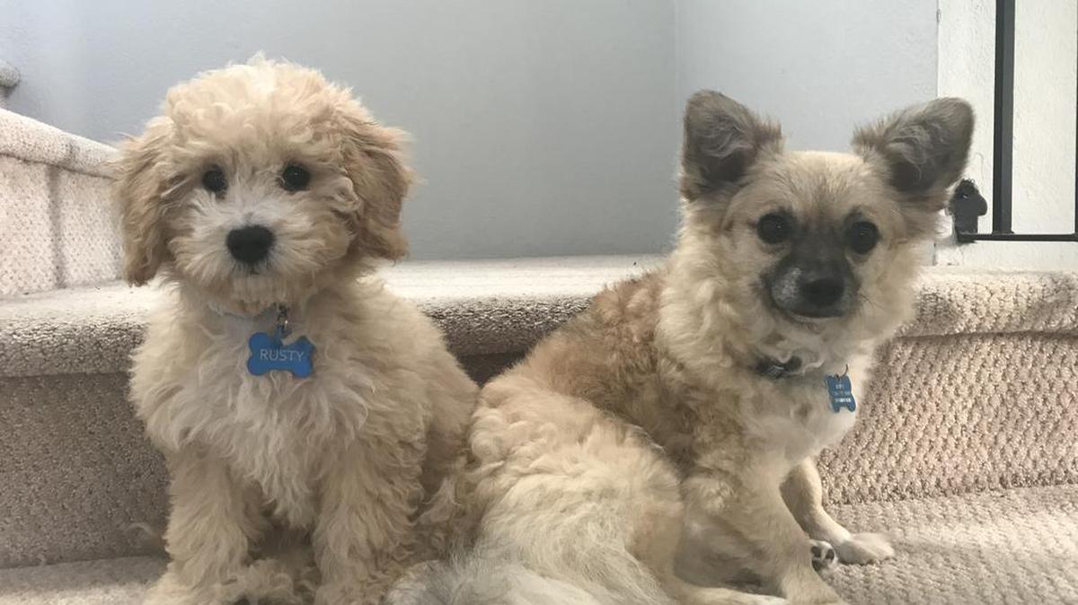 Rusty and Rufus, best buddies