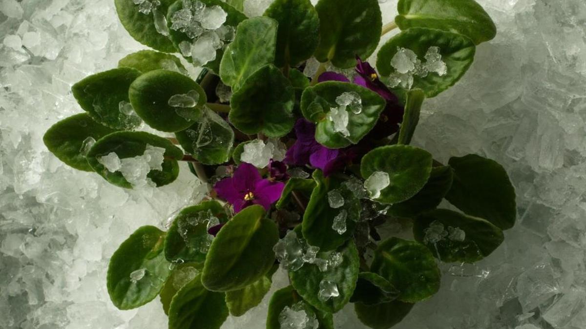 What should homeowners do about their plants to prevent them from dying in a freeze? What plants are freeze tolerant? Do some plants have special needs in winter time?