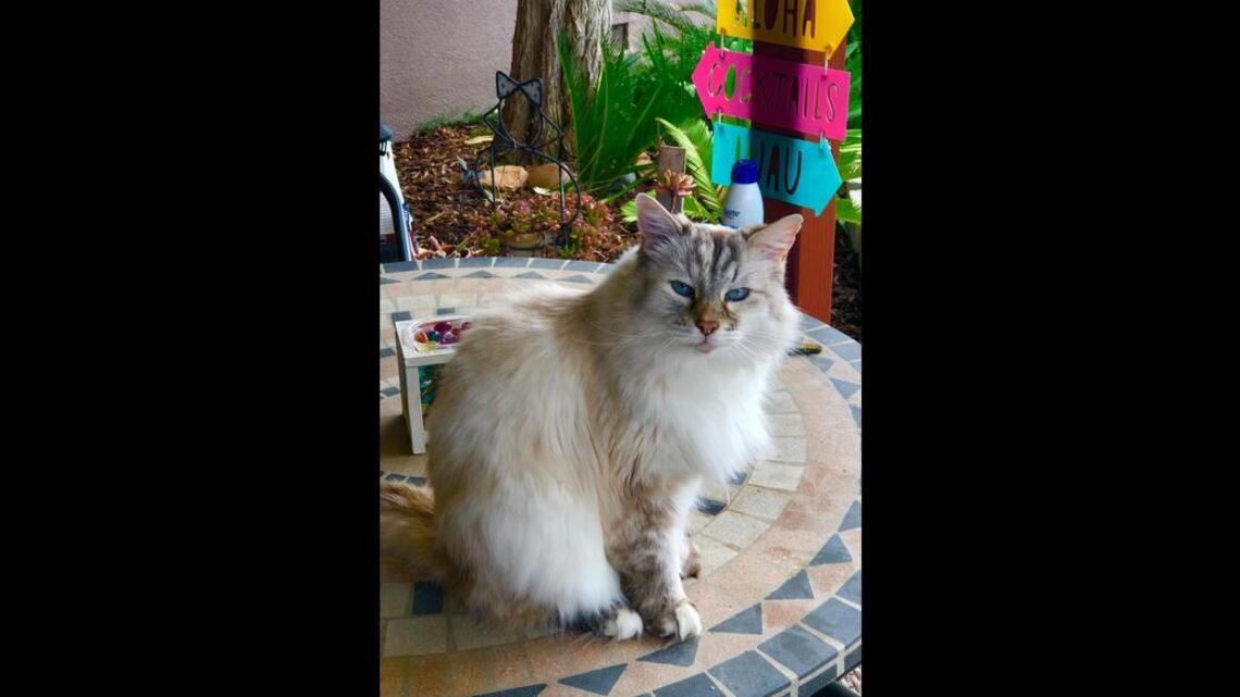 Puff, Izzy and Nancy in Pet Pix!