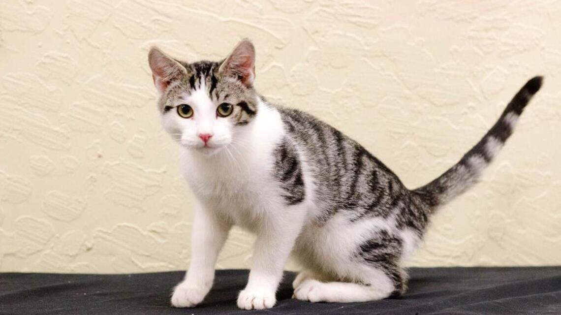 Julia, Frost, Nikkita and Othello are looking for new homes!