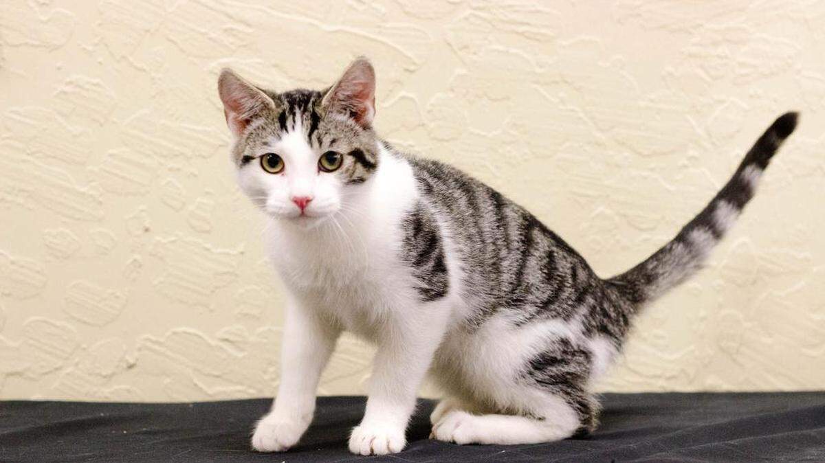 Julia is a 10-month-old female. She may do best as an only cat, or with another tolerant cat that can handle her personality. She is available through the Cat House on the Kings Adoption Center at Petco, 4144 N. Blackstone Ave. in Fresno, open 10 a.m.-5 p.m. daily (6 p.m. Wednesdays). Call 559-222-0228.