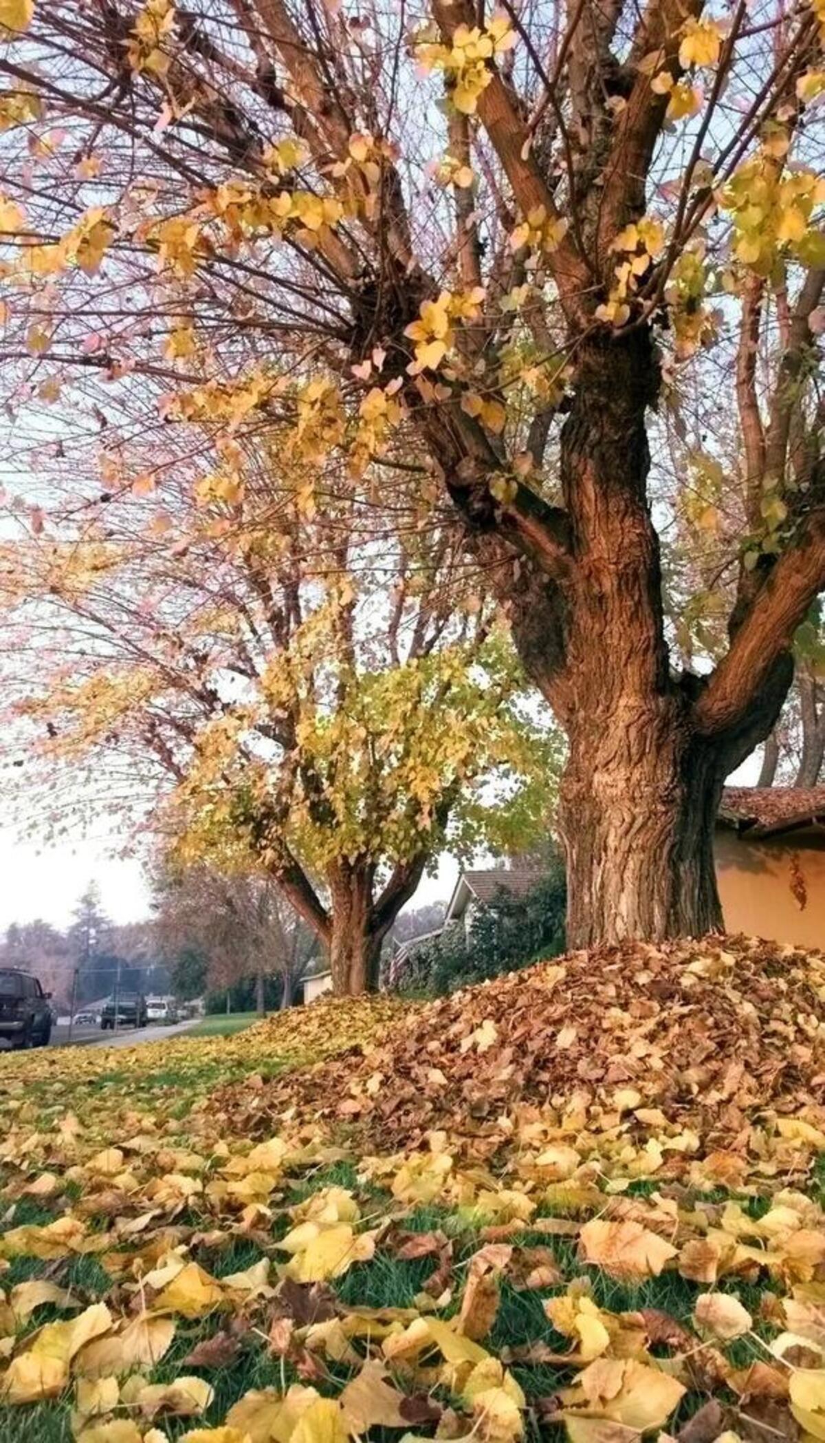 Autumn leaves can quickly be turned into compost.