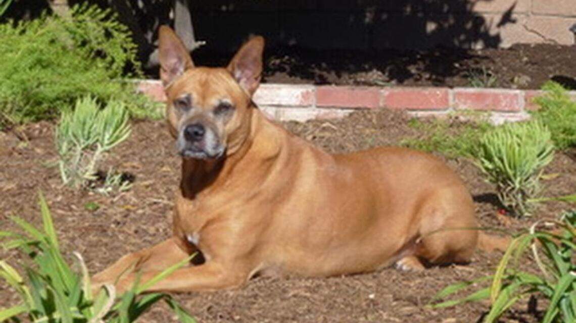 Amber, BeBe & PeeWee and Monty in Pet Pix!